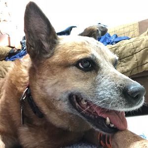 Meet your Posher, Heidi